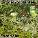 Lot de 25 plantes pour mur végétal extérieur