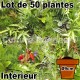 Lot de 50 plantes pot Ø9cm pour mur végétal intérieur
