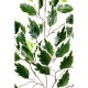 Ficus fat artificiel 79cm 48 feuilles sur branche