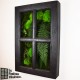 Tableau végétal stabilisé Fenêtre Végétale 60x40cm Noir