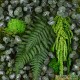 Tableau végétal stabilisé Tablo’Nature 30x30cm Green Eucalyptus
