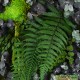 Tableau végétal stabilisé Tablo’Nature 25x25cm Green Eucalyptus