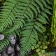 Tableau végétal stabilisé Tablo’Nature 40x40cm Green Eucalyptus