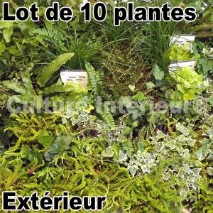 http://www.materiel-mur-vegetal.fr/136-226-thickbox/lot-de-10-plantes-pour-mur-vegetal-exterieur.jpg
