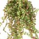 Callissia mini artificiel 55cm sur pique