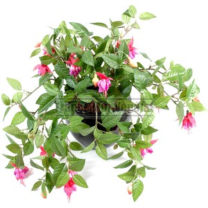 http://www.materiel-mur-vegetal.fr/1385-2973-thickbox/fuchsia-artificiel-rose-45cm-sur-pique.jpg