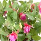 Fuchsia artificiel rose 45cm sur pique