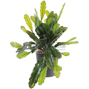 http://www.materiel-mur-vegetal.fr/1393-2997-thickbox/epiphyllum-large-artificiel-50cm-sur-pique.jpg
