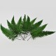 Fougère Rock Fern stabilisée Vert 10 feuilles