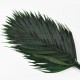 Chamaedorea Elegans stabilisé Vert 10 feuilles
