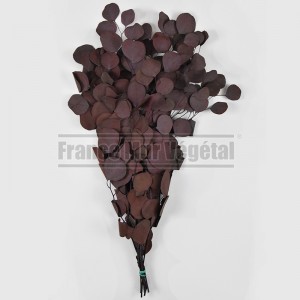 http://www.materiel-mur-vegetal.fr/1422-3115-thickbox/eucalyptus-populus-feuillage-stabilise-rouge.jpg