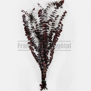 http://www.materiel-mur-vegetal.fr/1424-3127-thickbox/eucalyptus-baby-feuillage-stabilise-rouge.jpg