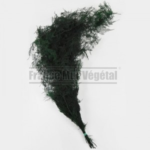 http://www.materiel-mur-vegetal.fr/1425-3137-thickbox/asparagus-plumosus-feuillage-stabilise-vert.jpg