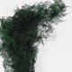 Asparagus Plumosus feuillage stabilisé Vert