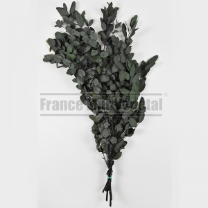 http://www.materiel-mur-vegetal.fr/1426-3150-thickbox/eucalyptus-surtido-feuillage-stabilise-vert.jpg