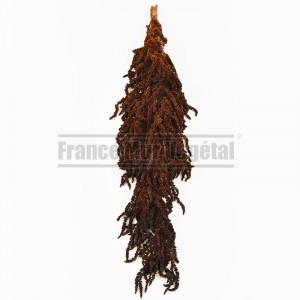 http://www.materiel-mur-vegetal.fr/1431-3911-thickbox/amaranthe-stabilisee-marron.jpg