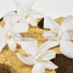 5 fleurs stabilisées Orchidée Dendrobium Blanc