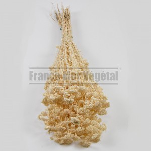 http://www.materiel-mur-vegetal.fr/1434-3189-thickbox/fleurs-stabilisees-achilea-blanc.jpg