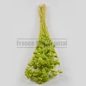 http://www.materiel-mur-vegetal.fr/1435-3192-thickbox/fleurs-stabilisees-achilea-vert-citron.jpg