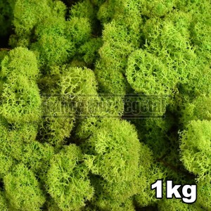 http://www.materiel-mur-vegetal.fr/1438-3202-thickbox/lichen-scandinave-stabilise-vert-citron-1kg.jpg