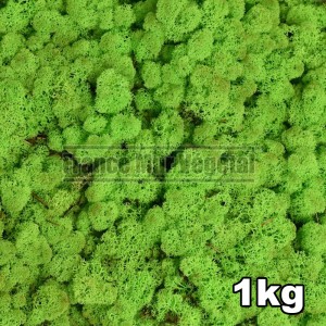 http://www.materiel-mur-vegetal.fr/1440-3205-thickbox/lichen-scandinave-stabilise-vert-clair-1kg.jpg