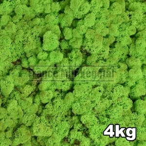 http://www.materiel-mur-vegetal.fr/1441-3206-thickbox/lichen-scandinave-stabilise-vert-clair-4kg.jpg