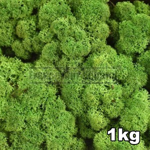http://www.materiel-mur-vegetal.fr/1443-3211-thickbox/lichen-scandinave-stabilise-vert-foret-1kg.jpg