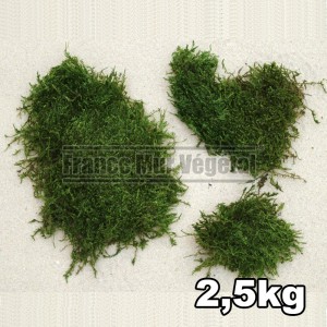 http://www.materiel-mur-vegetal.fr/1447-3217-thickbox/mousse-plate-stabilisee-vert-clair-25kg.jpg