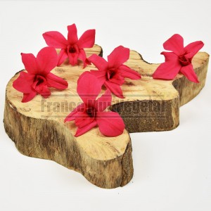http://www.materiel-mur-vegetal.fr/1477-3444-thickbox/5-fleurs-stabilisees-orchidee-dendrobium-rose-fuchsia.jpg