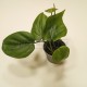 Philodendron Scandens en pot Ø6cm