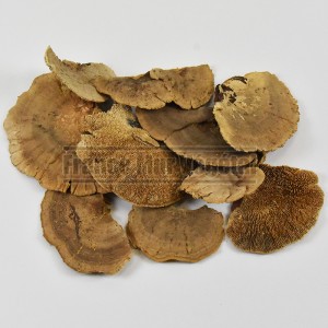 http://www.materiel-mur-vegetal.fr/1495-3517-thickbox/lot-de-10-champignons-d-arbres-seches.jpg