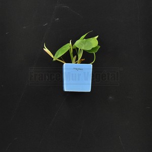 http://www.materiel-mur-vegetal.fr/1498-3532-thickbox/cache-pot-magnetique-carre-bleu-7x7x7cm.jpg