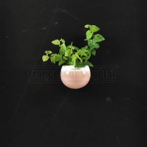 http://www.materiel-mur-vegetal.fr/1533-3657-thickbox/cache-pot-magnetique-o8cm-rose-blanc.jpg
