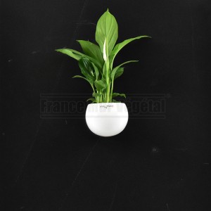 http://www.materiel-mur-vegetal.fr/1535-3661-thickbox/cache-pot-magnetique-o8cm-creme-blanc.jpg