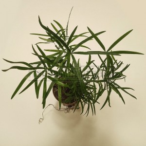 http://www.materiel-mur-vegetal.fr/1548-3697-thickbox/asparagus-falcatus-en-pot-o9cm.jpg