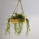 Suspension végétale caisse en bois 35x35cm Succulentes & Fougère