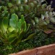 Suspension végétale caisse en bois 35x35cm Succulentes & Fougère