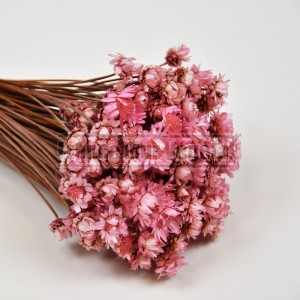 http://www.materiel-mur-vegetal.fr/1599-3870-thickbox/fleurs-stabilisees-glixia-rose-clair.jpg