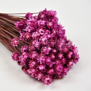 http://www.materiel-mur-vegetal.fr/1600-3871-thickbox/fleurs-stabilisees-glixia-rose-fuchsia.jpg