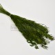 Lycopodium feuillage stabilisé Vert