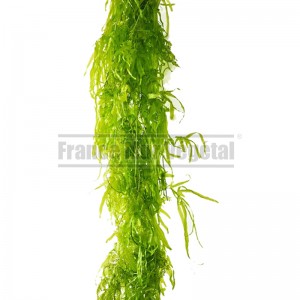 http://www.materiel-mur-vegetal.fr/1604-3877-thickbox/fougere-aquatique-stabilisee-vert-clair-120cm.jpg