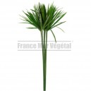 Papyrus feuillage stabilisé Vert 10 tiges
