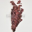 Eucalyptus Espiral feuillage stabilisé Rouge
