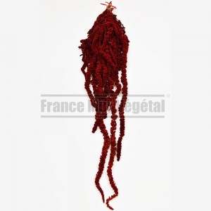 http://www.materiel-mur-vegetal.fr/1614-3891-thickbox/amaranthe-stabilisee-rouge.jpg