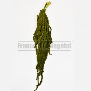 http://www.materiel-mur-vegetal.fr/1615-3901-thickbox/amaranthe-stabilisee-vert-kaki.jpg