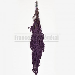 http://www.materiel-mur-vegetal.fr/1619-3914-thickbox/amaranthe-stabilisee-violet-fonce.jpg