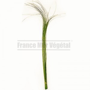 http://www.materiel-mur-vegetal.fr/1628-3925-thickbox/graminee-onion-gass-stabilisee-vert.jpg