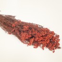 Fleurs stabilisées de Riz Rouge