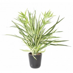 http://www.materiel-mur-vegetal.fr/1644-3948-thickbox/chlorophytum-artificiel-65cm-sur-pique.jpg