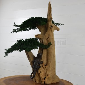 http://www.materiel-mur-vegetal.fr/1653-3976-thickbox/bonsai-stabilise-juniperus-sur-tronc-en-bois-flotte-gekko.jpg